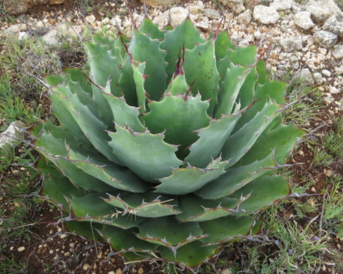 Agave Nuusaviorum, Maguey Papalometl, 10 Semillas, Nv