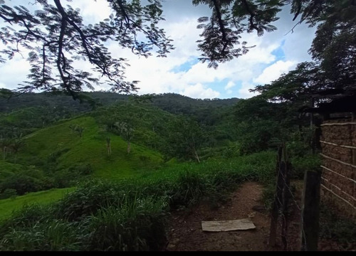 Imagen 14 de 30 de Vendo Finca En Tocuyito Vía Cachinche ( Dt )