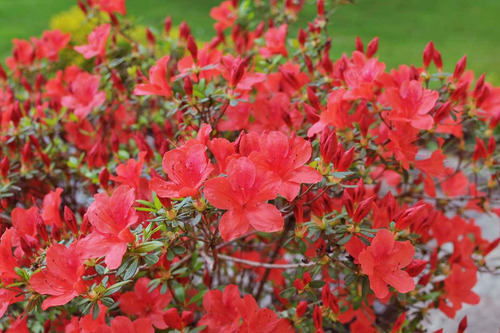 Azalea Sandia 100cm Aprox. Azalea Roja, Arbol Con Flores