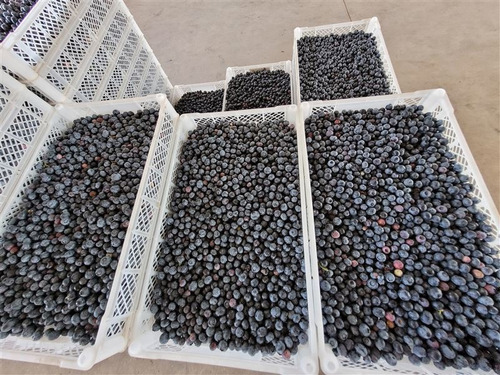 Imagen 17 de 18 de Agrícola En Venta En Ñiquén