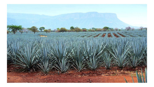Paquete De 3 Tequila El Abajeño Plata 750 Ml