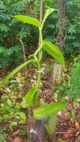 Mudas De Vanilla Planifolia (baunilha) Plantadas