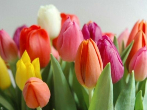Tulipanes Bulbos Hermosos Tulipanes De Colores En Bulbo | Envío gratis