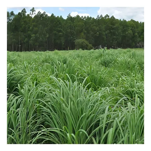 Hierba Andropogon Gayanus Matsuda, 20 kg de semillas