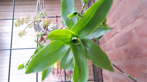Planta Callisia Fragrans, Malamadre- C/hijos- Falsa Bromelia
