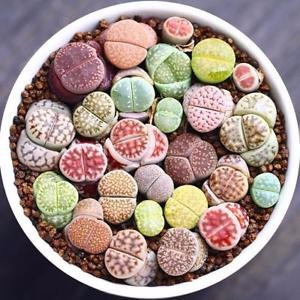 Lithops Pedra Viva Flor Sementes P/ Mudas Cacto Frete Barato