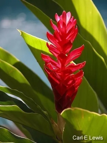 Flores Tropicais: Alpínea P. Vermelho. 35 Mudas Enraizadas | Frete grátis