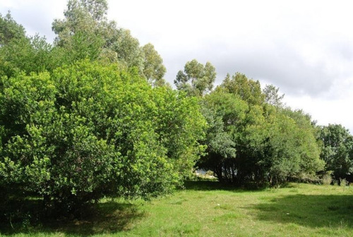 Campo En Venta