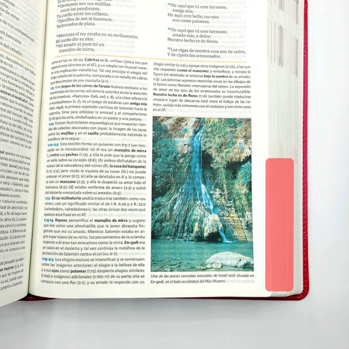 Biblia De Estudio Holman Para Mujer Fucsia/rosado Símil Piel