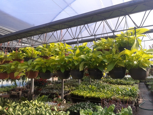 Imagen 2 de 2 de Potus Lemon, Potus Limon, Potus Verde B18
