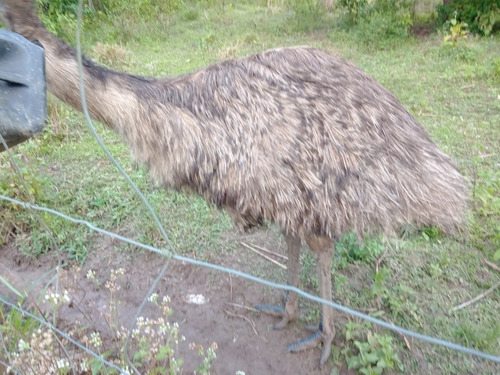 Imagem 4 de 5 de 2 Emus Adultos Machos