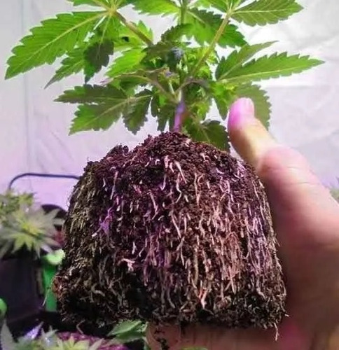 Imagen 10 de 10 de Mejor Maceta Tipo Smartpot Geotextil 3 Litros