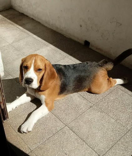 Guarderia Canina Perritos Felices