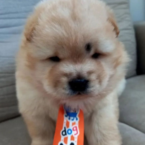 Imagem 2 de 5 de Show Filhotes Da Raça Chow Chow Disponivel