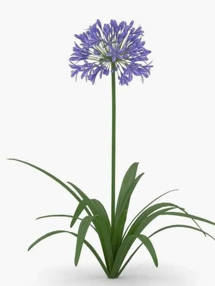 Agapanthus Azul | MercadoLibre 📦