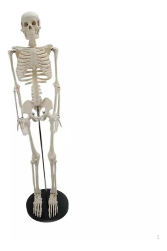 Esqueleto 85 Cm - Modelo Anatómico