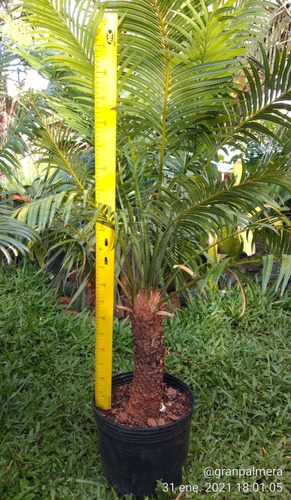 Palmera Cyca Circinalis - Deco, Piscinas, Paisajismo