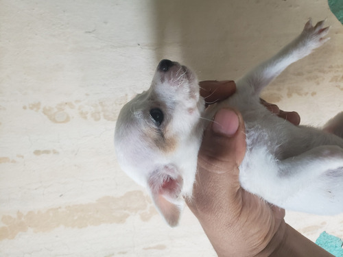 Imagen 3 de 5 de Vendo Perritos Mini Toy