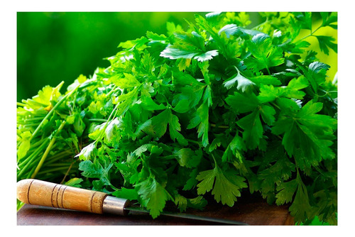 Semillas De Cilantro X 1 Kilo - Profesional-