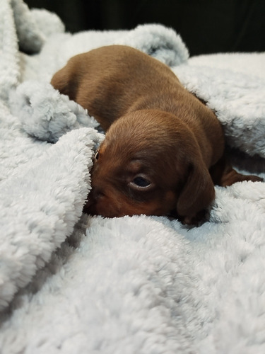 Cachorros Dachshund Salchichas Mini