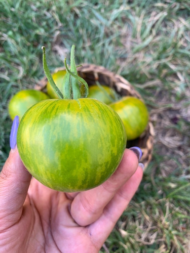 Semillas De Tomate Green Zebra