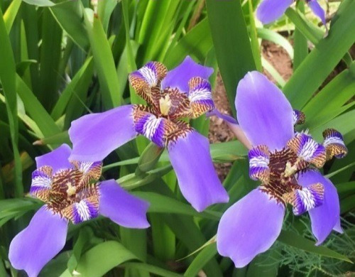 Planta Íris Neomarica Flor Azul | Parcelamento sem juros