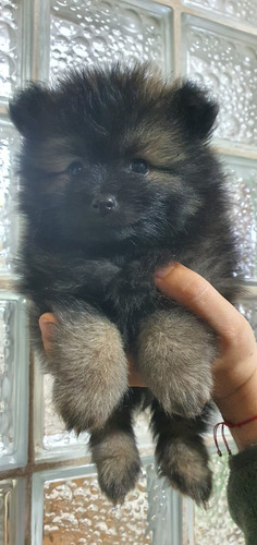 Cachorros Pomerania