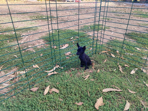 Cachorra Pinscher Miniatura 