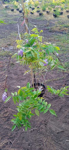 Enredadera Wisteria Sinensis Color Lila.