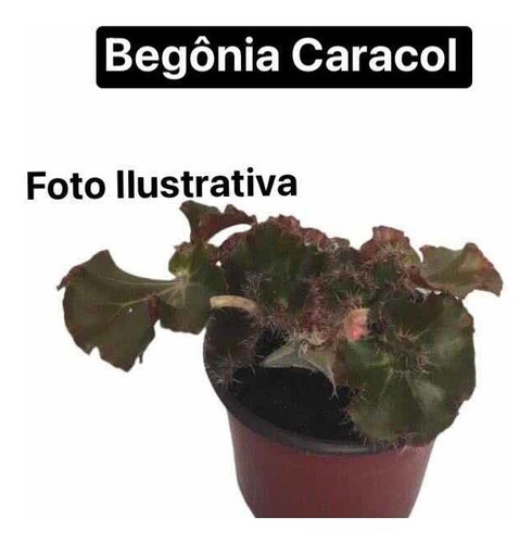 Begônia Caracol | Parcelamento sem juros