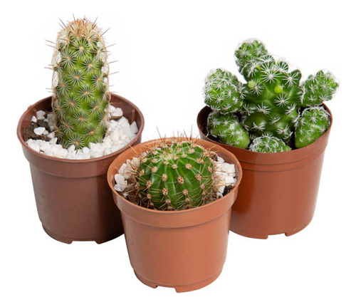 Cactus Mini P06