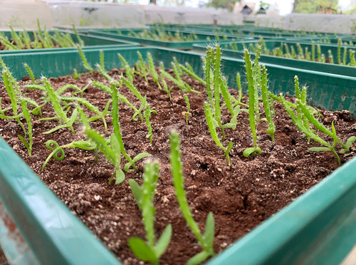 Pitahaya Amarilla Plántula De Laboratorio Para Sembrar