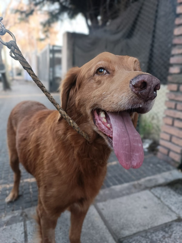 Symon, Bellísimooo Golden Con Vizla, Imperdible, En Adopcion