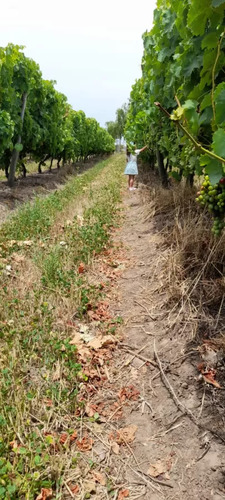 Vendo Chacra Viñedo Con Bodega Y Cinco Casas