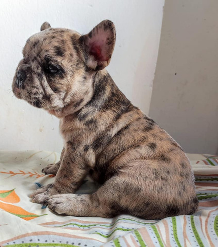Bulldog Frances Lilac At Precio En Medellín Bogotá
