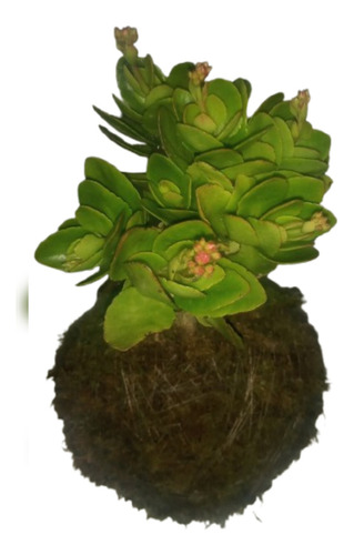 Kokedama Kalanchoe Rojo Rojo