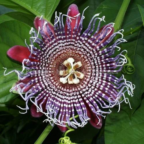 Imagen 1 de 3 de Pasionaria, Flor De La Pasión Passiflora Cuadrangularis 5lts