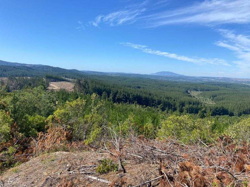 Bosque Con Manejo Cauquenes Inversión (63196)