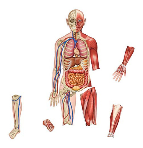 Rompecabezas De Anatomía Learning Resources Cuerpo Humano M