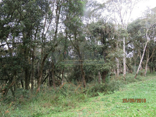Imagem 4 de 15 de Chacara - Campina - Ref: 2046 - V-2046