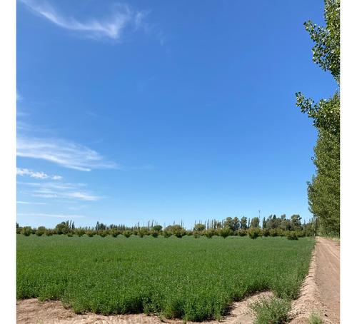Finca Gral Alvear, 71 Hcts,en Producción Y Con Equipamiento.