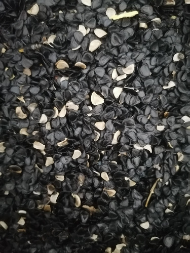 Semilla De Maguey Tepeztate, Marmorata, Agave De Oaxaca