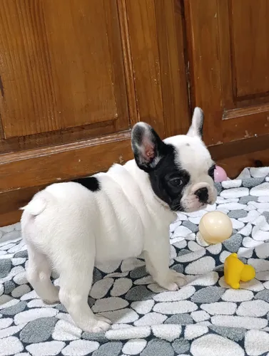 comprar Cachorros Bulldog Francés Blanco