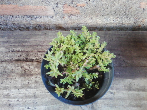 Muda Mini Brilhantina - Mini Dinheirinho - Ideal Terrário