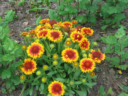 Sementes De Gailárdia Dobrada Sortida Flor