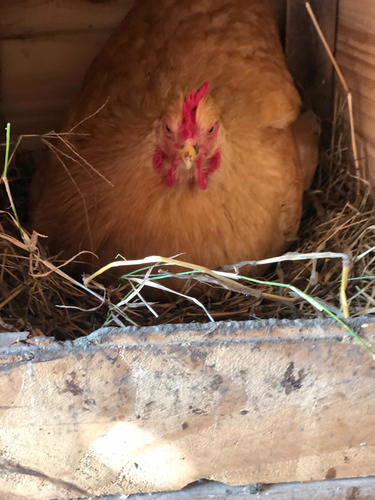 Imagen 8 de 9 de Huevos Fértiles De Orpington Leonado