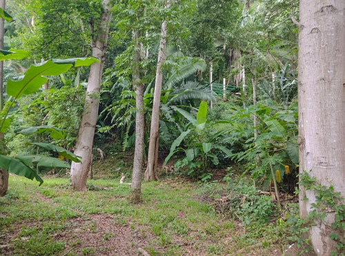 Imagen 4 de 12 de Terreno En San Pancho