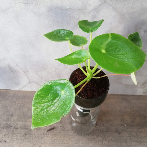 Cuchara Little Plant 15, Maceta Autorregante