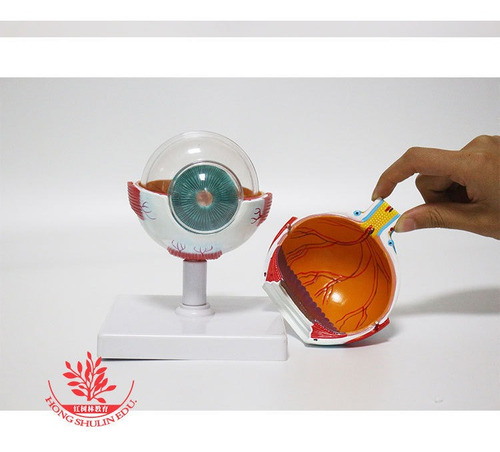 Imagem 4 de 8 de Anatomia Do Olho Humano Globo Ocular Modelo