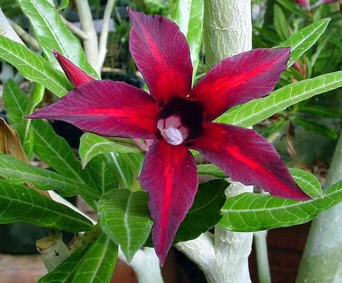 Adenium Rojo Intenso
